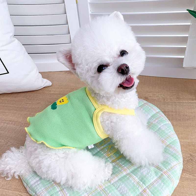 Pomeranian Collar & Harness Size Guide: Choosing the Right Fit