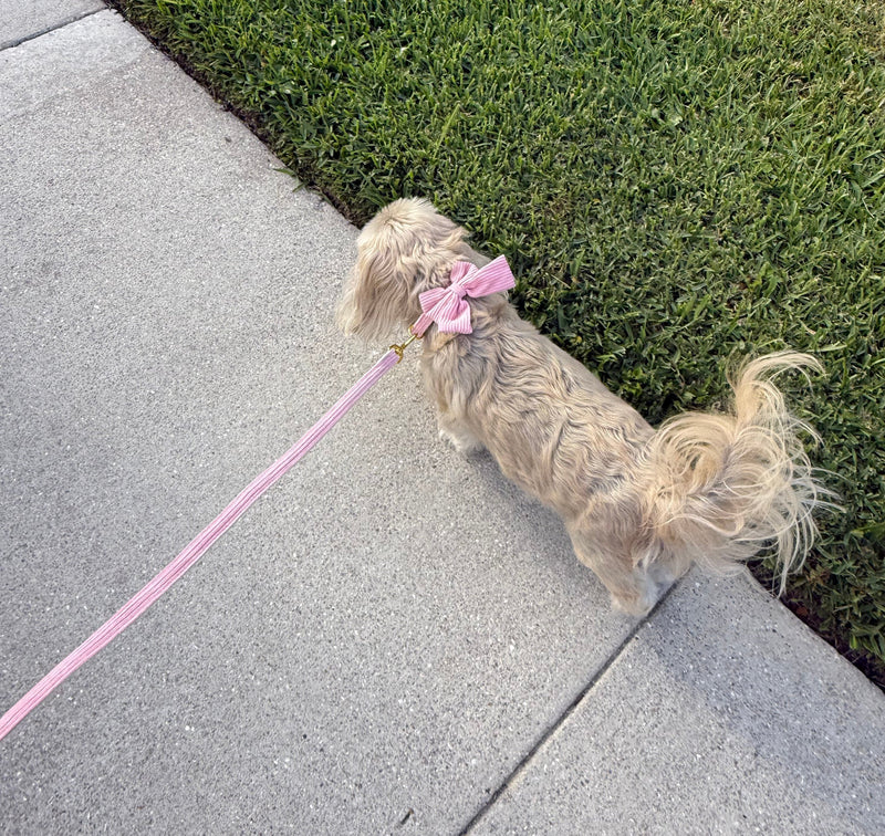 Small dog wearing a luxury collar and harness from Paws For Royalty