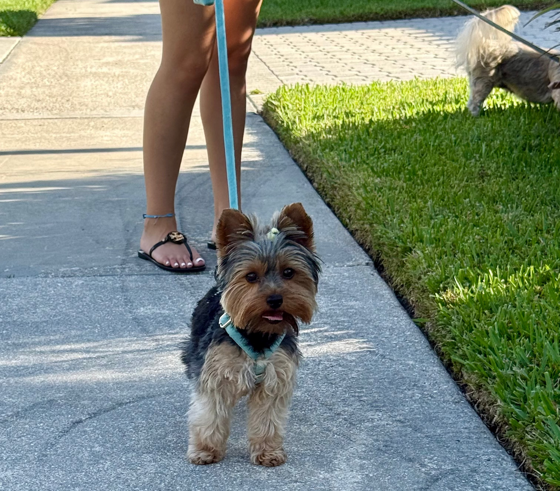 Chihuahua Collar & Harness Size Guide: How to Find the Perfect Fit