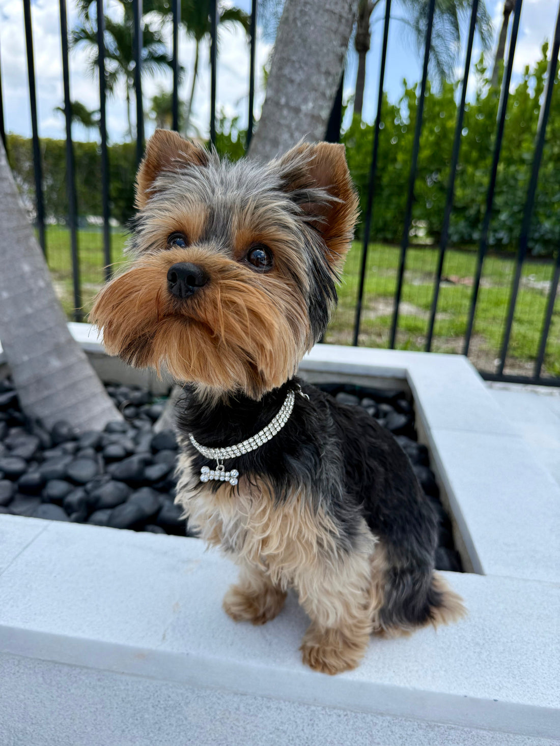 How to Style Your Small Dog With Luxury Collars, Harnesses, and Leashes