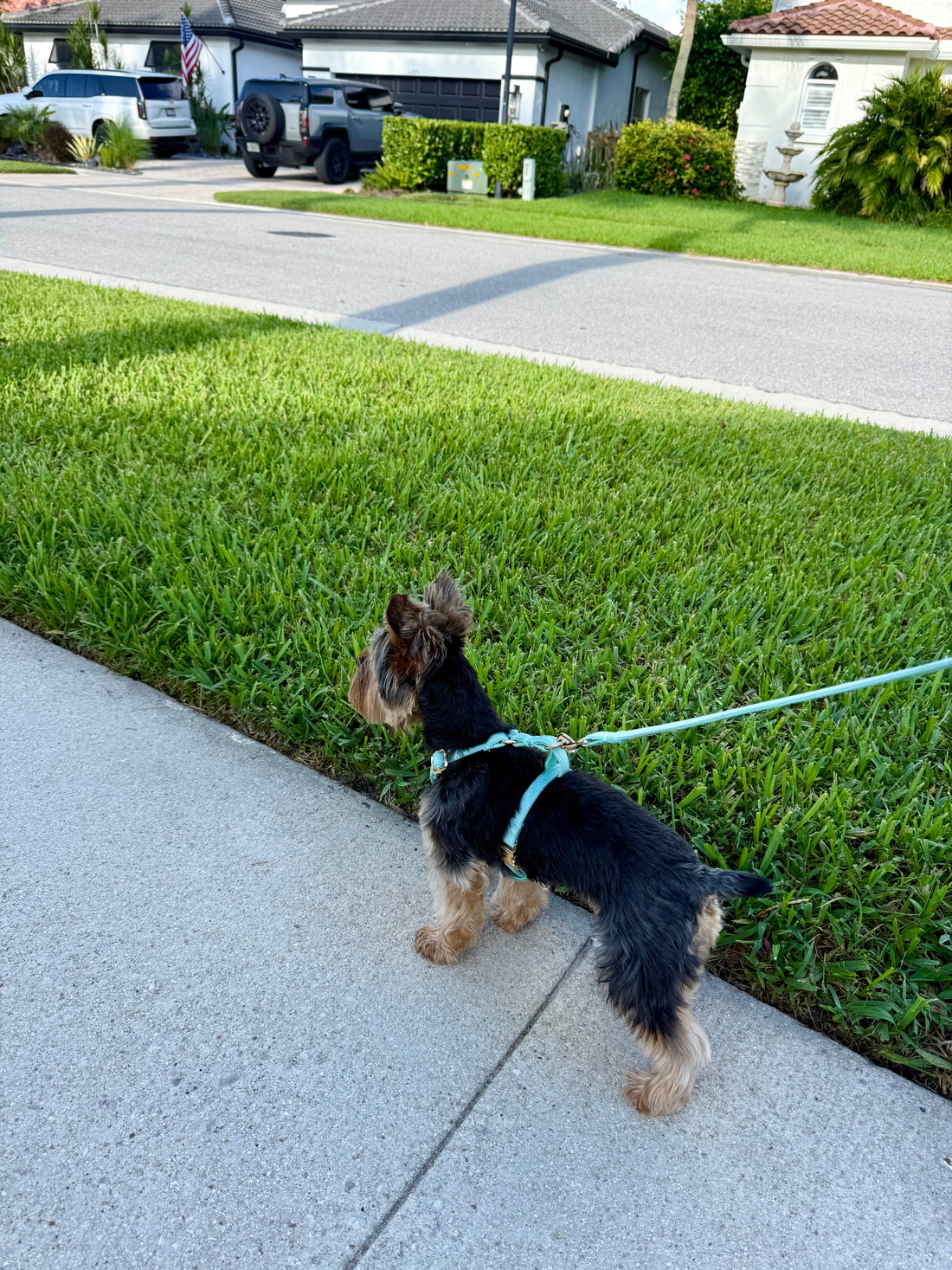 The Ultimate Yorkie Collar & Harness Size Guide for Pet Parents