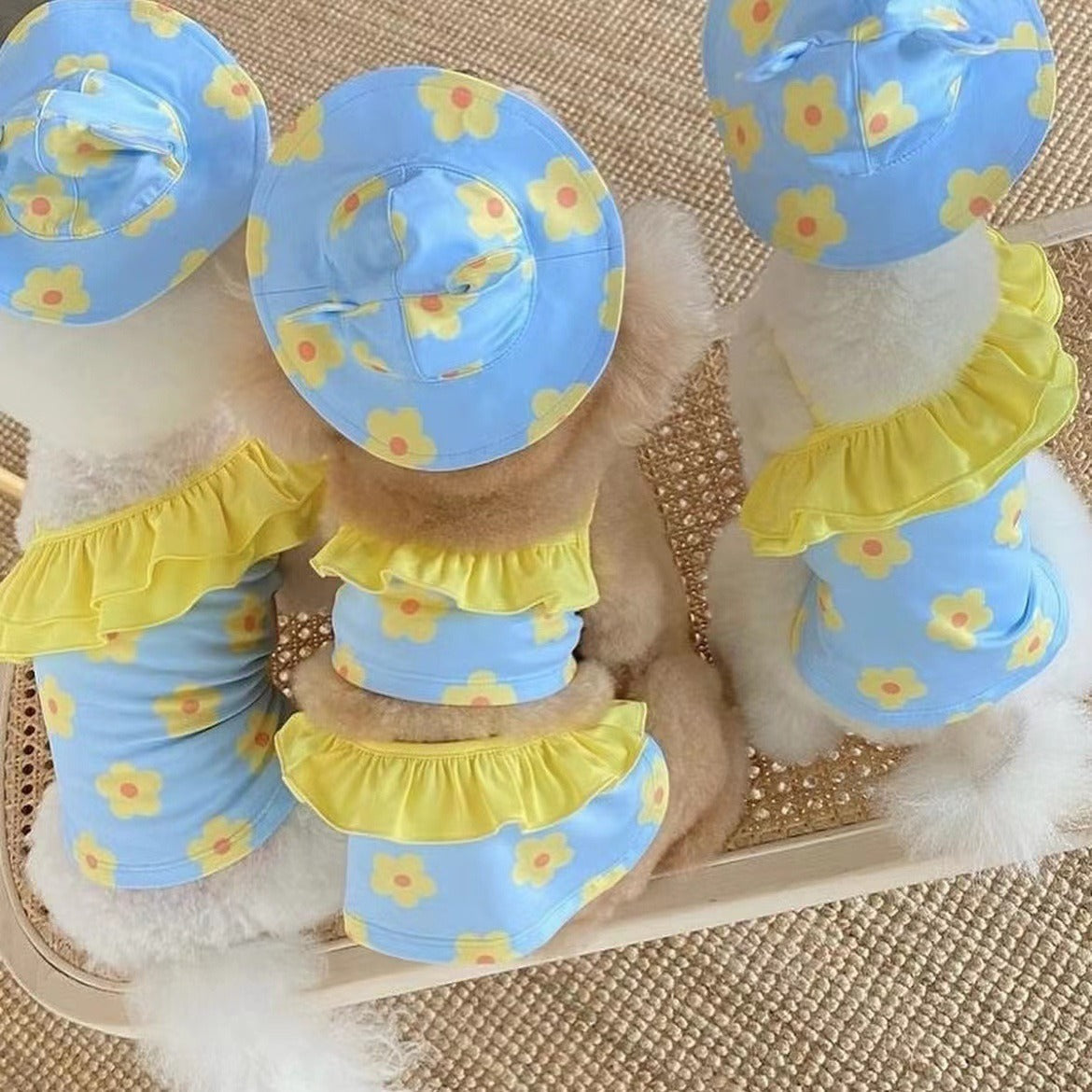 Three small dogs wearing matching blue bikini jumpsuits viewed from above, showcasing stylish boutique-inspired dog swimwear
