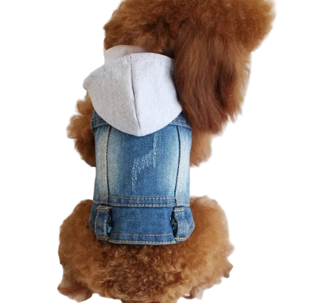 Small dog wearing a stylish denim jacket for everyday walks and outings