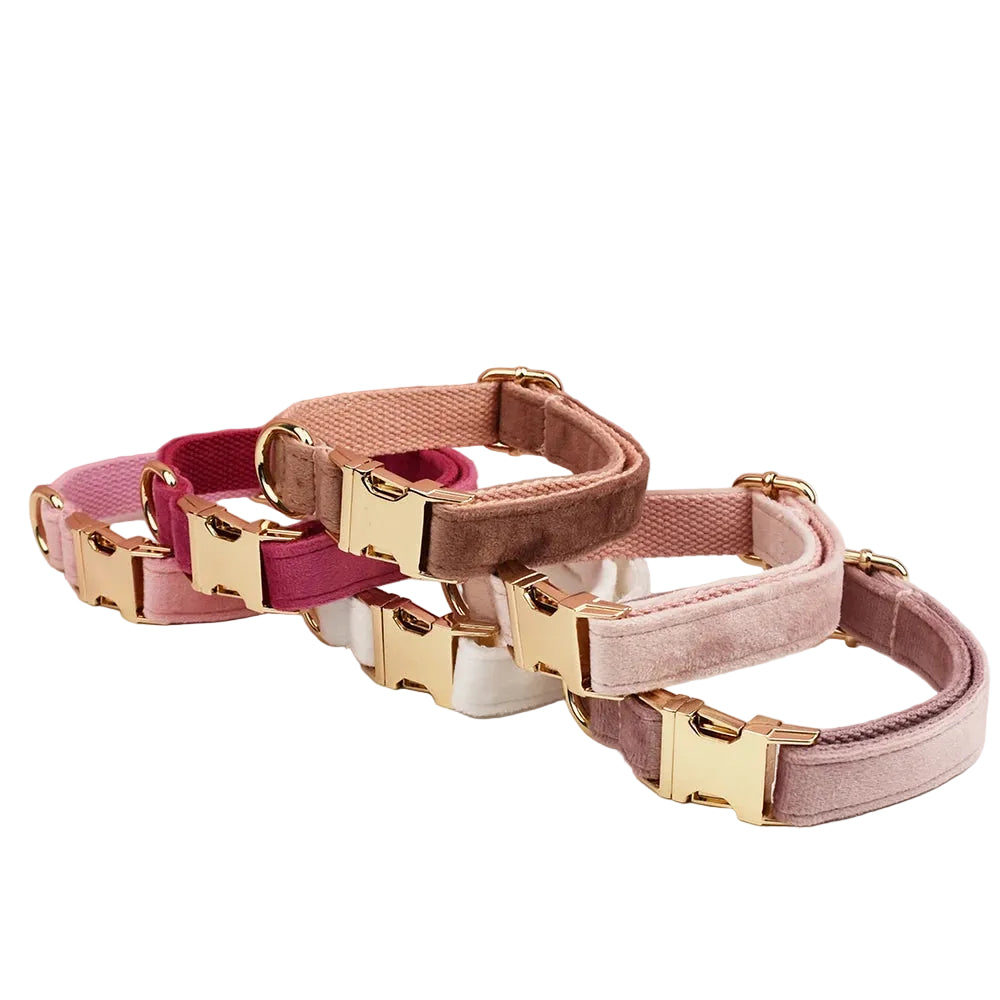 Small dog wearing personalized velvet collar and leash