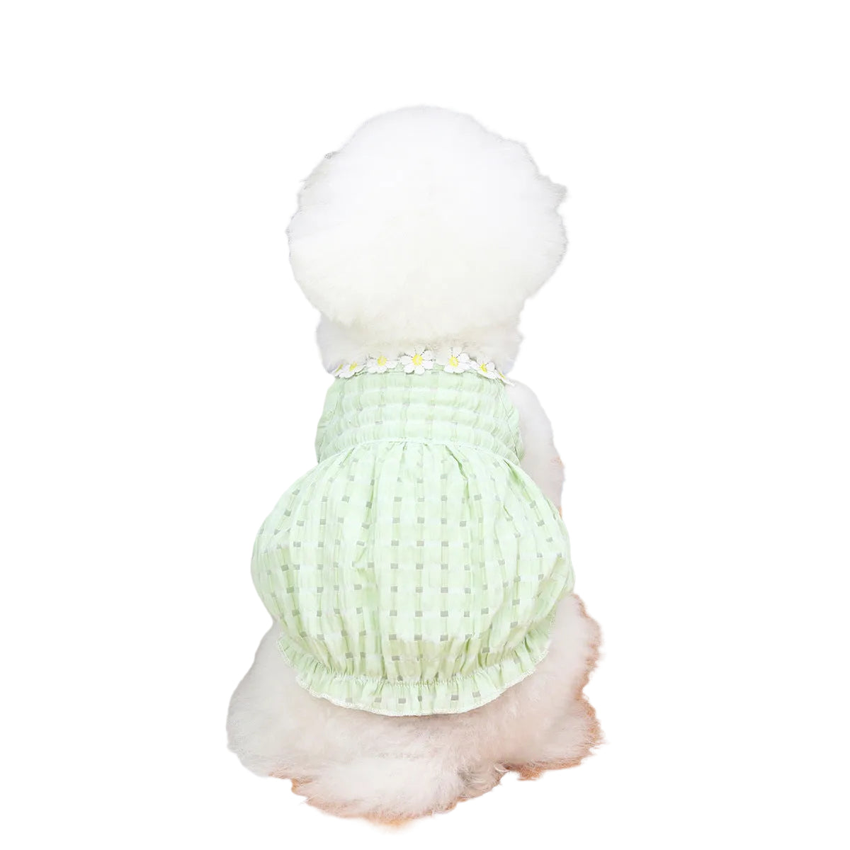 Small dog wearing a green Paws For Royalty summer outfit, showcasing lightweight and breathable dog clothing for warm-weather adventures.