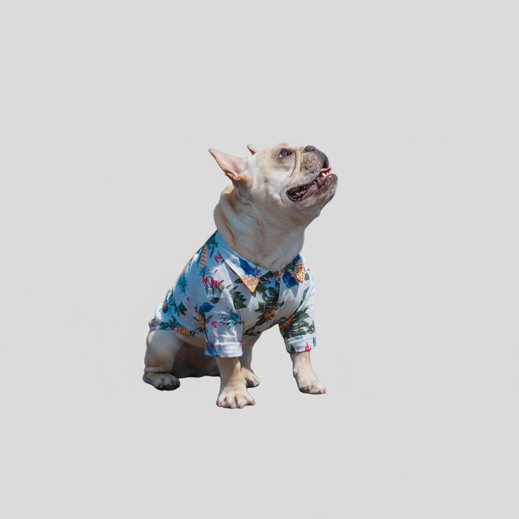 Small dog wearing a sky blue cotton summer shirt for stylish everyday wear