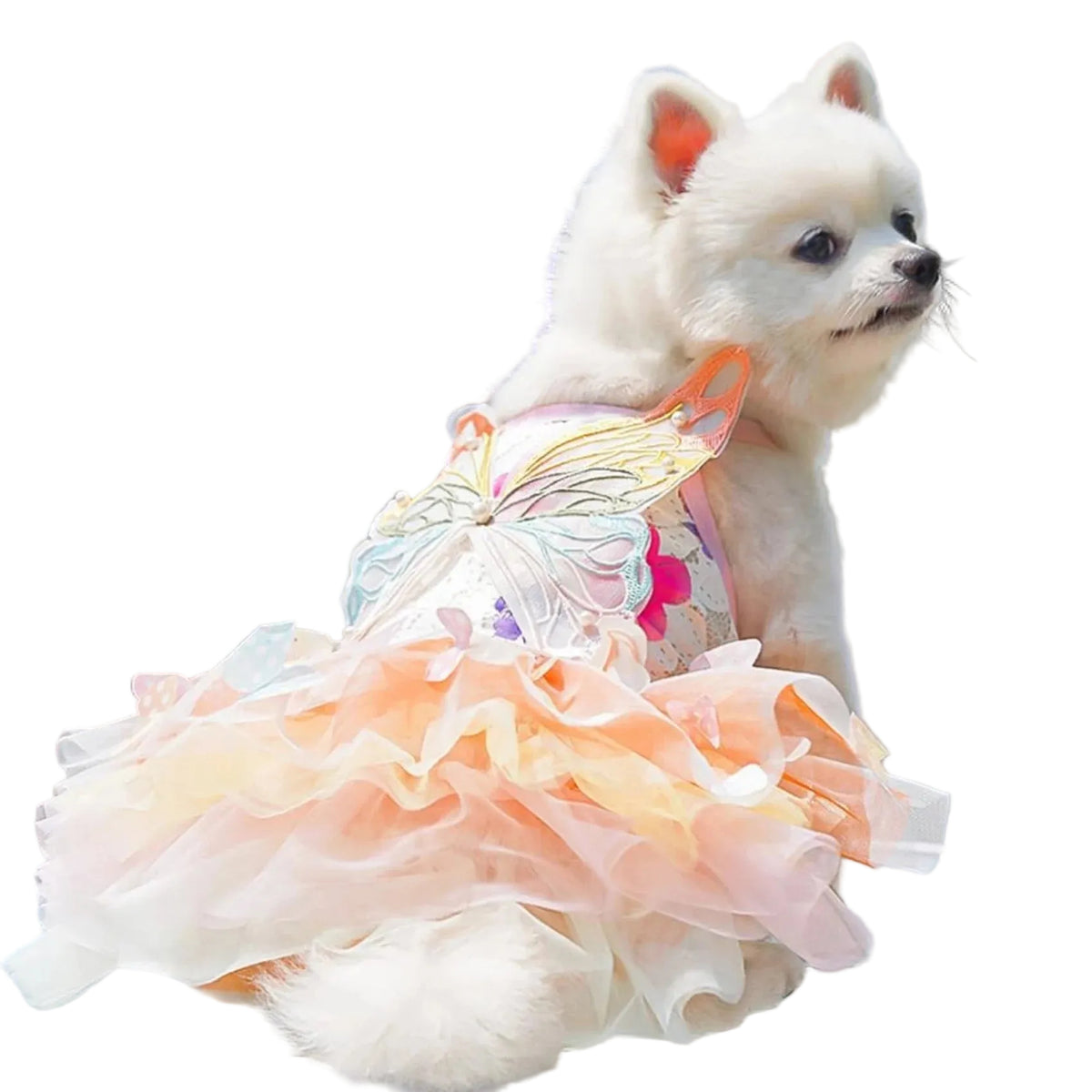 Small dog wearing a butterfly dog costume with rainbow wings and a princess-style tulle dress