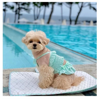 Small dog wearing a dog swimsuit with matching swim cap, perfect for beach days and pool adventures