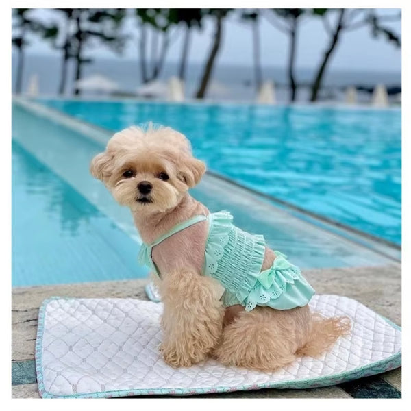 Small dog wearing a dog swimsuit with matching swim cap, perfect for beach days and pool adventures