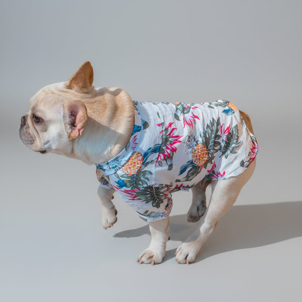 Side view of small dog wearing a sky blue cotton summer shirt with comfortable fit