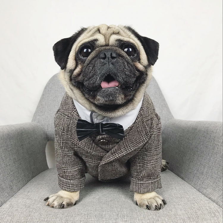 <p><strong>Luxury Pet Wear</strong></p>