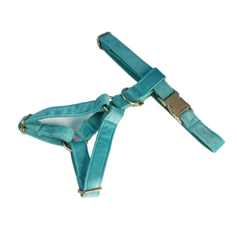 Small dog wearing turquoise velvet set
