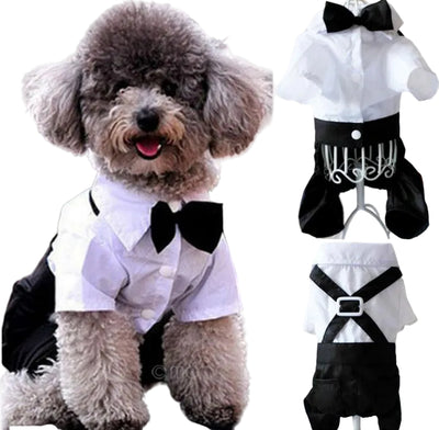 Small dog wearing the Paws For Royalty dog bow tie romper, featuring a tailored formal design for weddings and special occasions