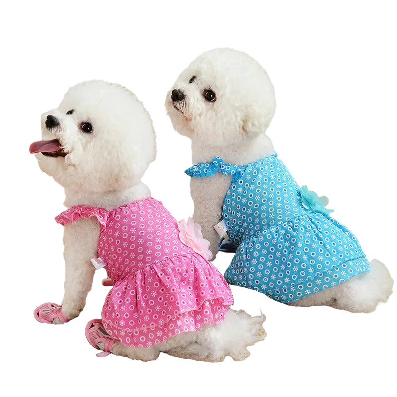 Two small dogs wearing matching blue and pink lace princess dresses