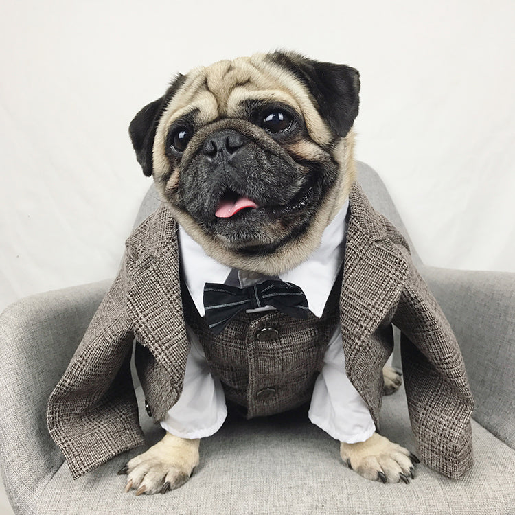 Small dog wearing a black luxury dog tuxedo with a matching tuxedo, showcasing an elegant formal outfit for weddings and celebrations