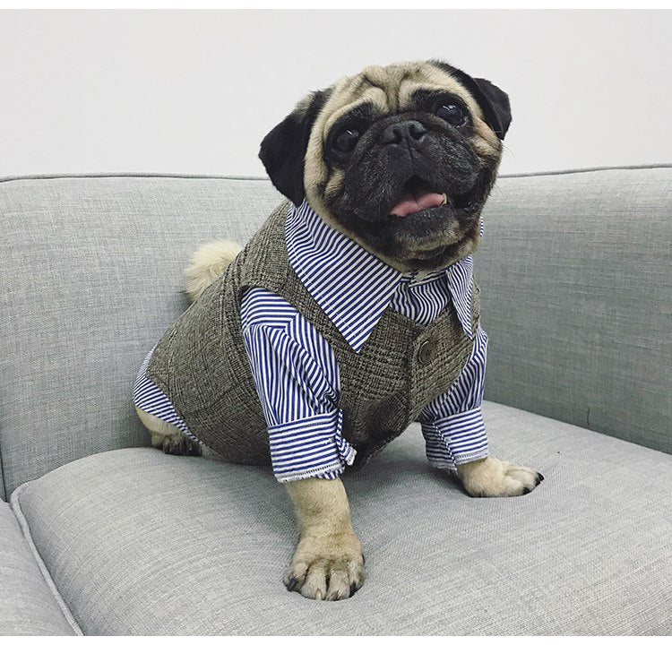 Small dog wearing a blue luxury dog tuxedo party suit with a sophisticated formal design for weddings and celebrations