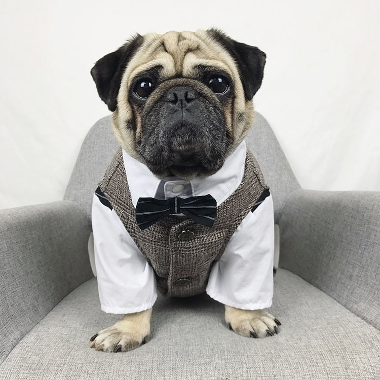 Small dog wearing a black dog tuxedo suit without the tuxedo, featuring a classic formal design for special occasions