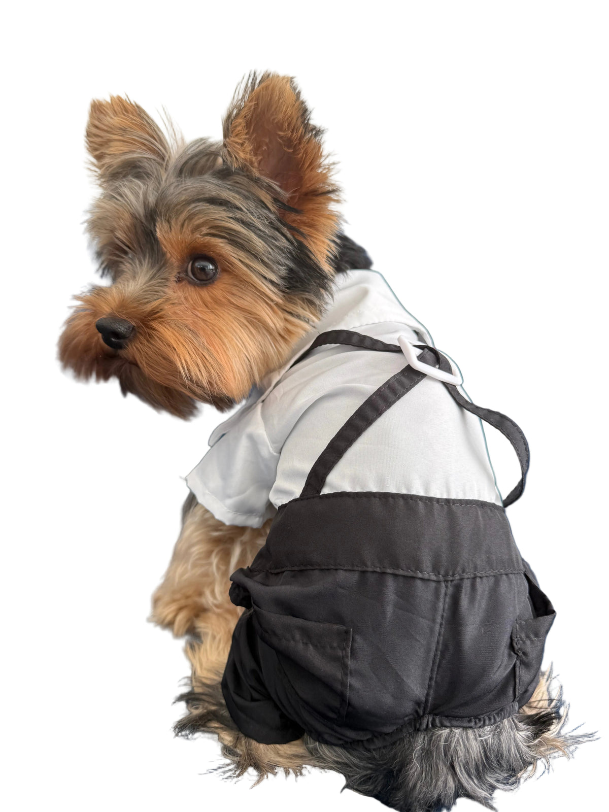 A small Yorkshire Terrier dog wearing a black pet jumpsuit with white shirt details