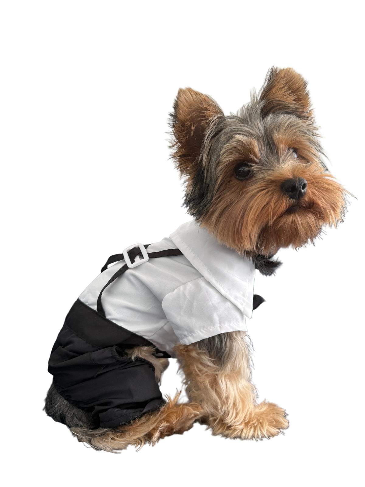 Yorkshire terrier wearing bow-tie-romper-suit.