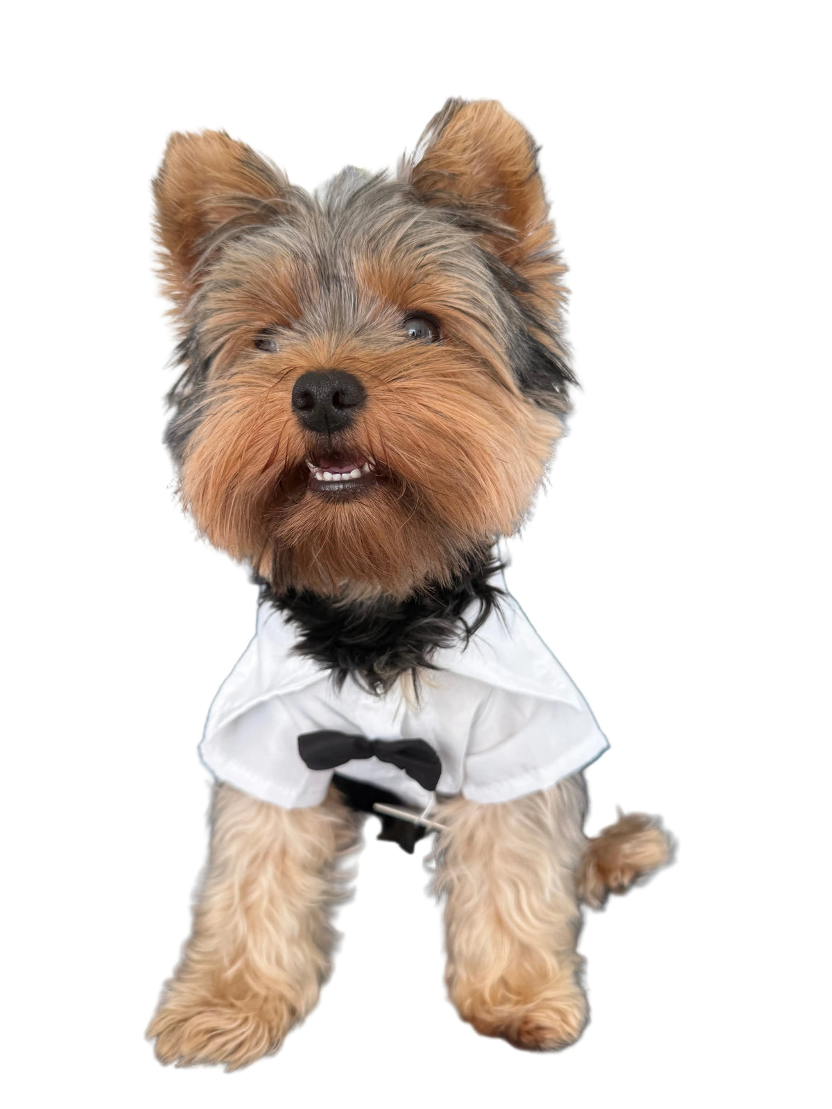 A small Yorkshire Terrier dog wearing a white pet tuxedo shirt with a black bow tie