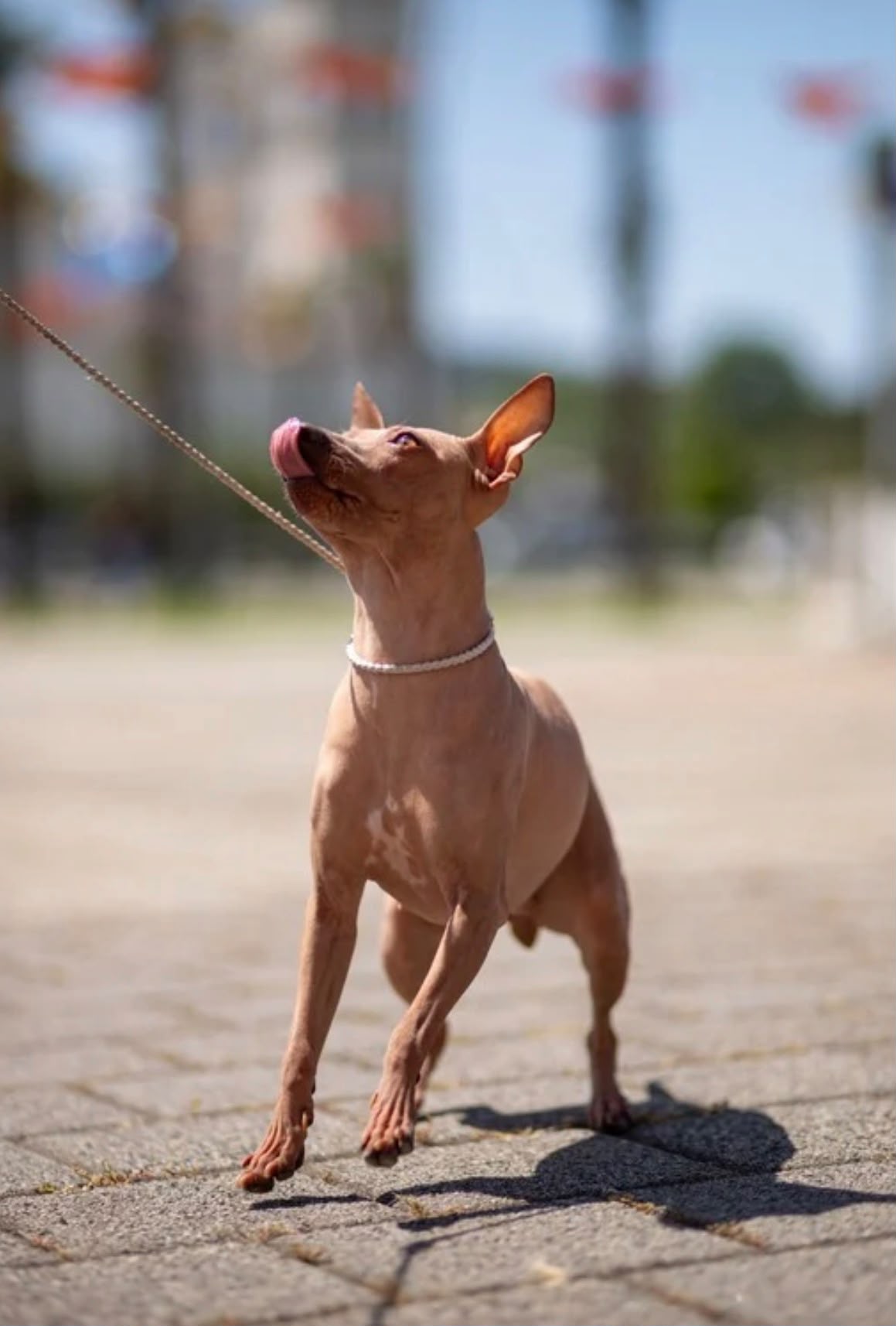 A slender tan dog with large ears and a pink tongue, wearing a white collar and attached to a leash, standing on a paved outdoor walkway with a blurred background.