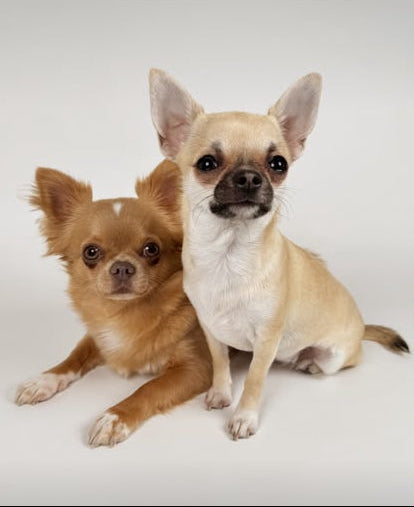 A screenshot of a Pexels photo showing two small dogs, likely Chihuahuas, sitting against a light gray background. The screenshot includes the Pexels website interface, showing the 'Pexels' logo, search bar, and a partially visible photo below.
