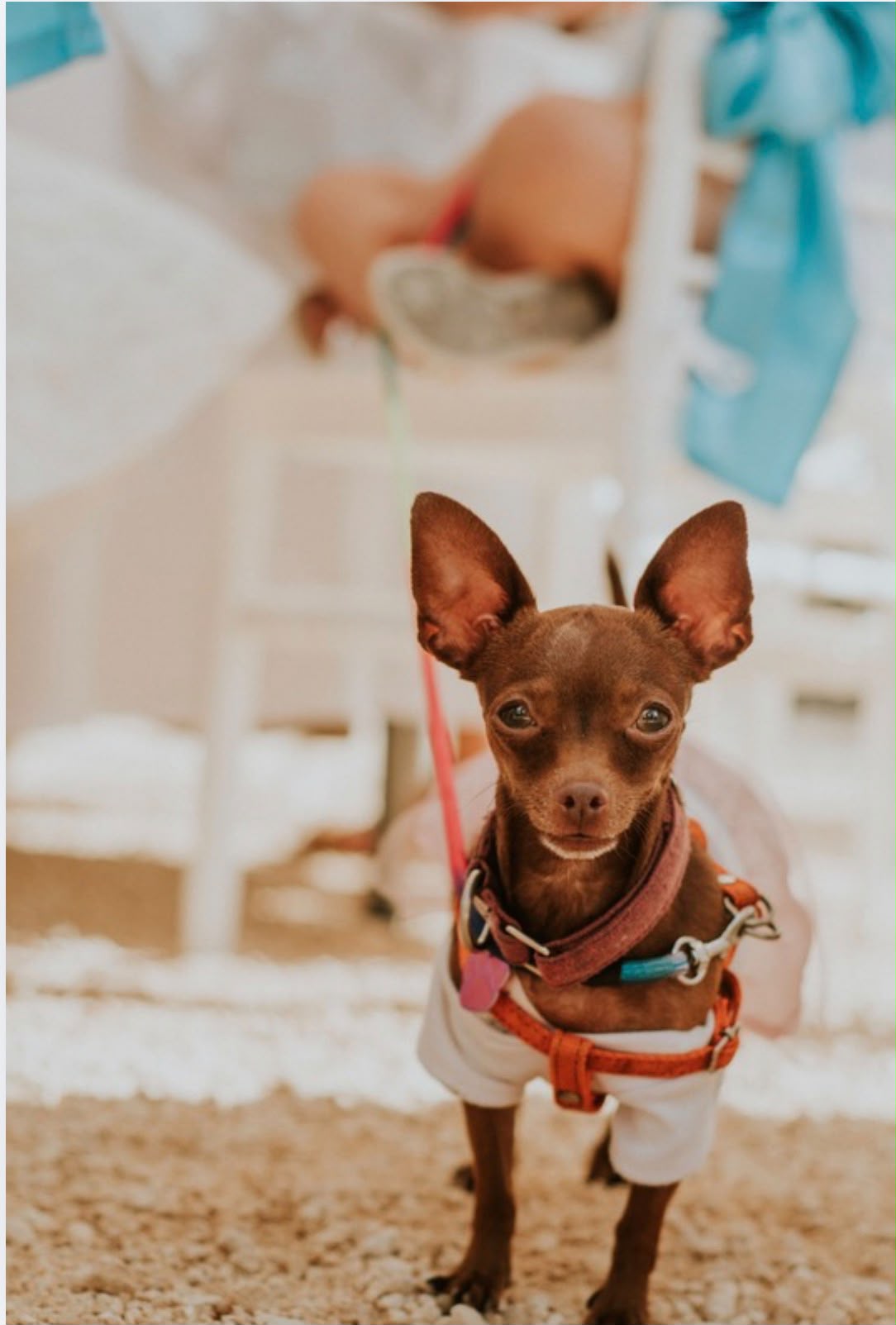 A small brown Chihuahua dog wearing a white outfit and a pink harness stands on a sandy surface in a beach setting, with a blurred person and beach chairs in the background.