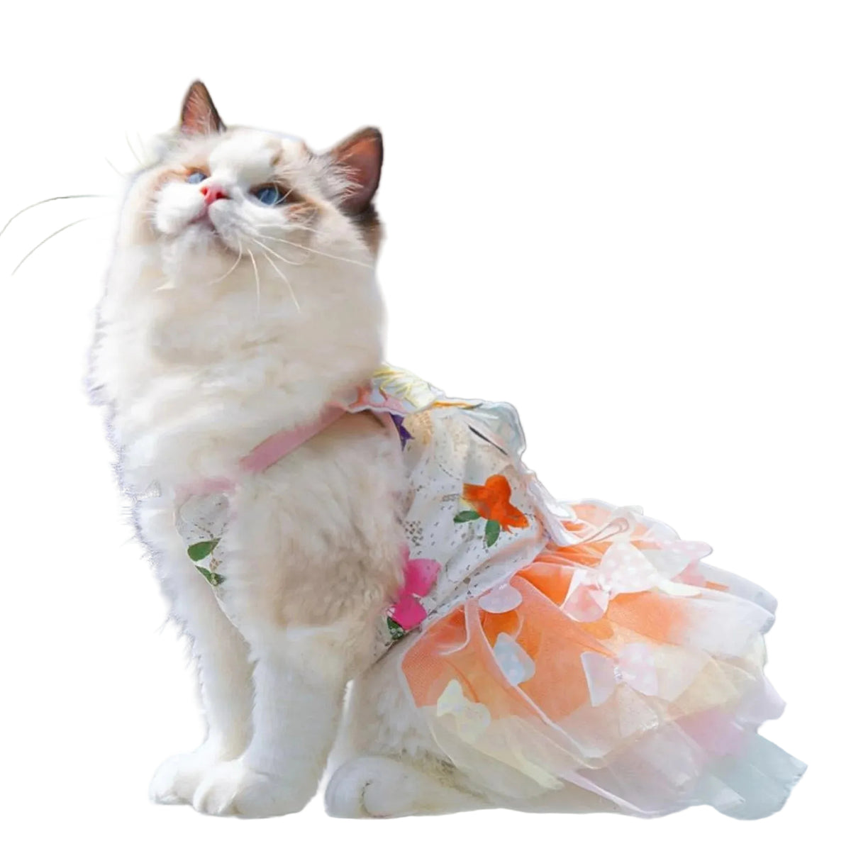 Cat wearing a colorful butterfly dog dress with elegant butterfly wings for parties and photoshoots